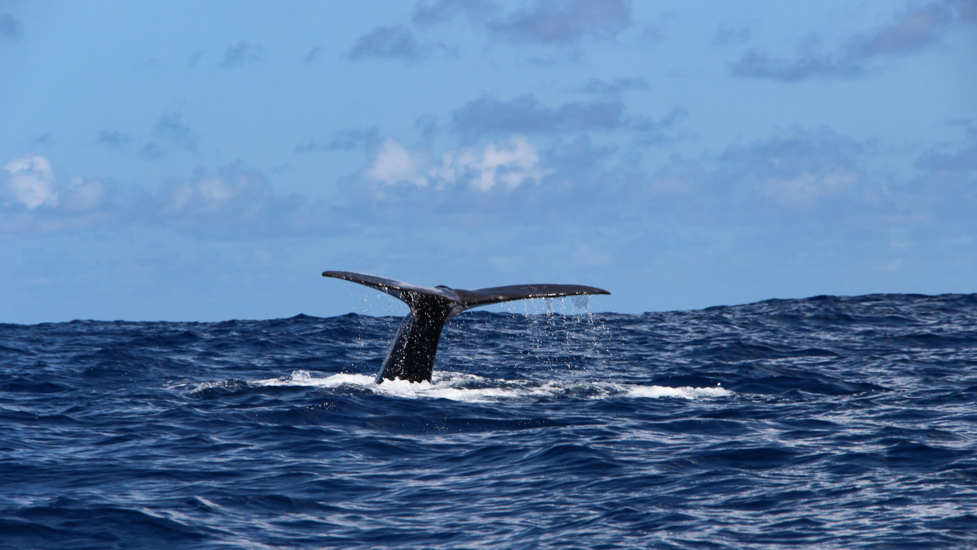 Whale Watching and Sport Fishing