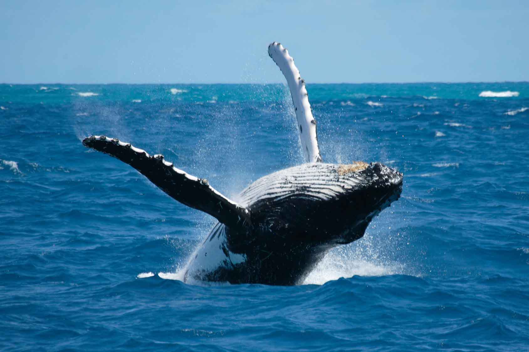Whale Watching and Sport Fishing